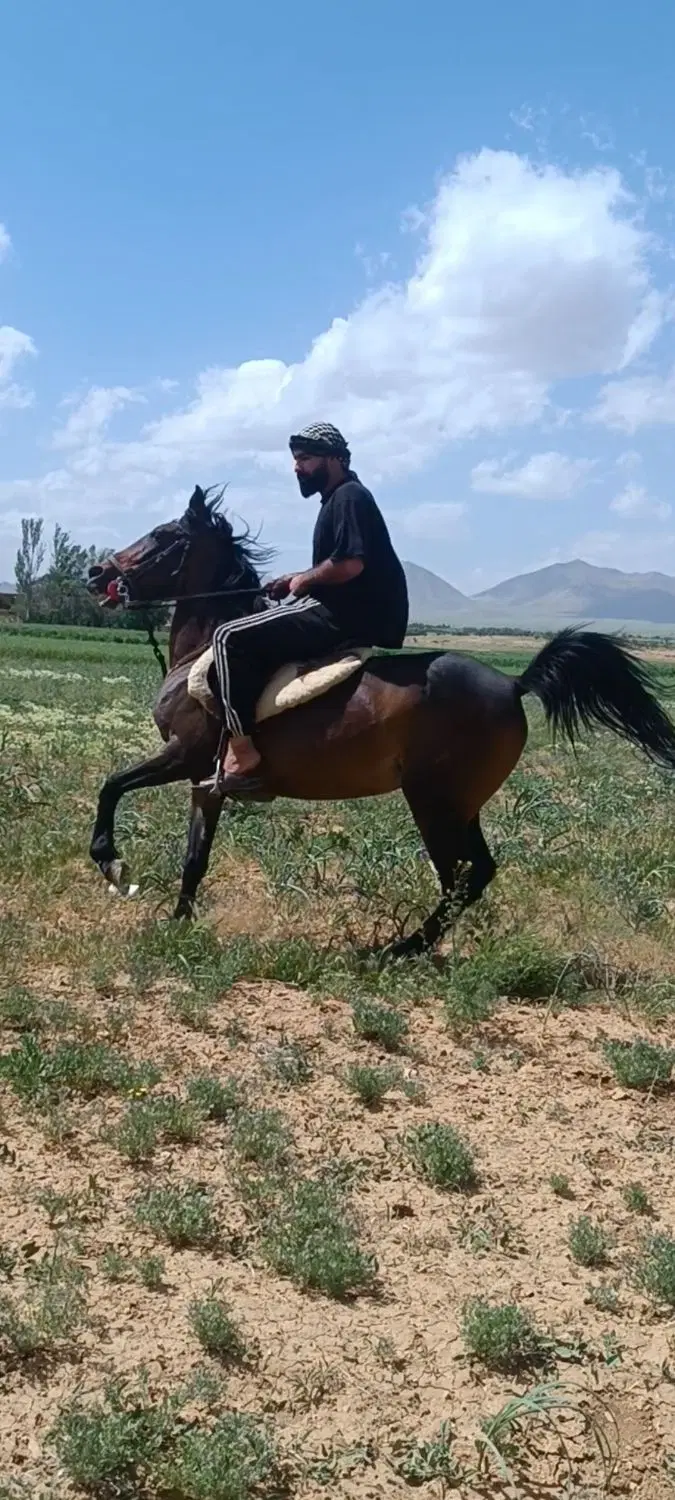 مادیان|اسب و تجهیزات اسبسواری|کمره, |دیوار