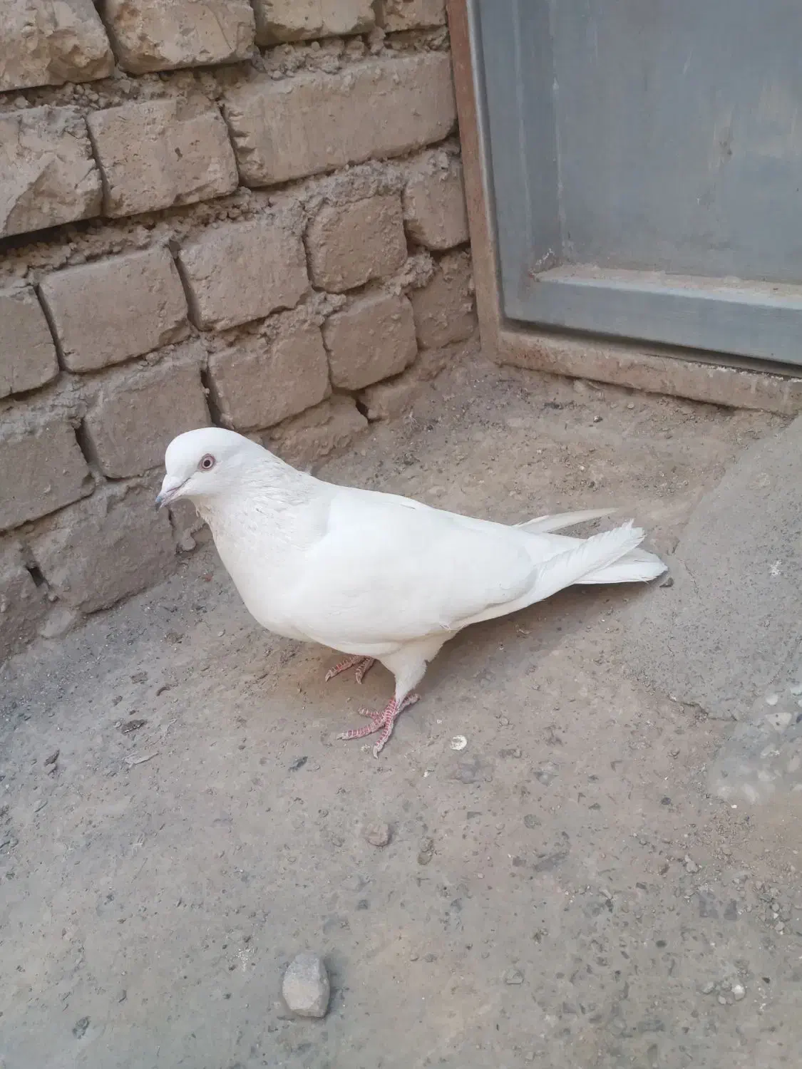 کفتر|پرنده|اصفهان, شاهد|دیوار