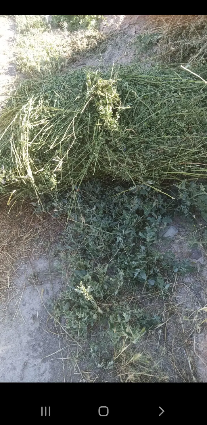 یونجه|خدمات باغبانی و درختکاری|یامچی, |دیوار