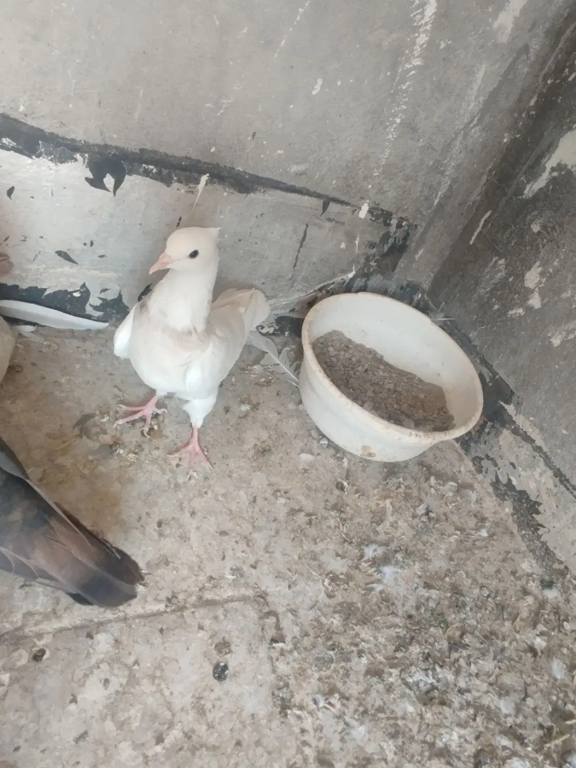 کبوتر|پرنده|اسلام‌‌آباد غرب, |دیوار