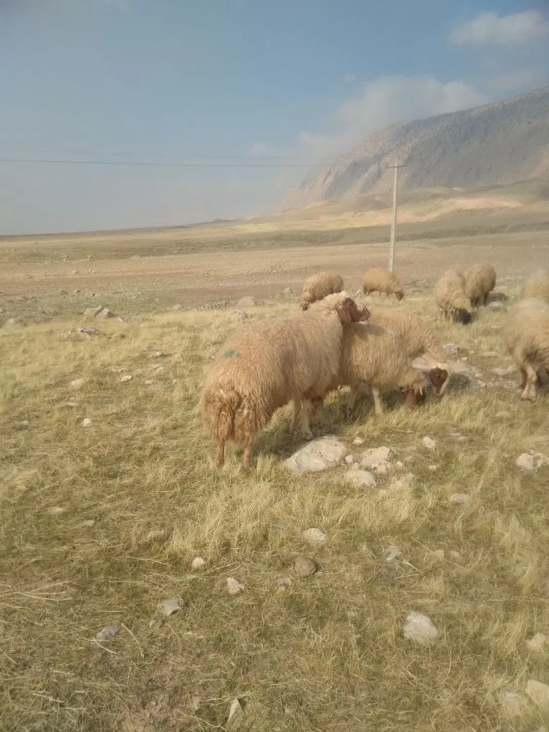 قوچ ورن|حیوانات مزرعه|زاگرس, |دیوار