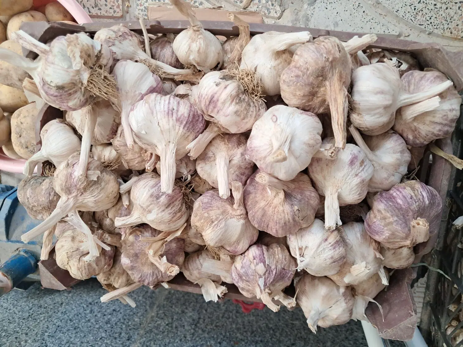 سیر|خوردنی و آشامیدنی|بناب, |دیوار