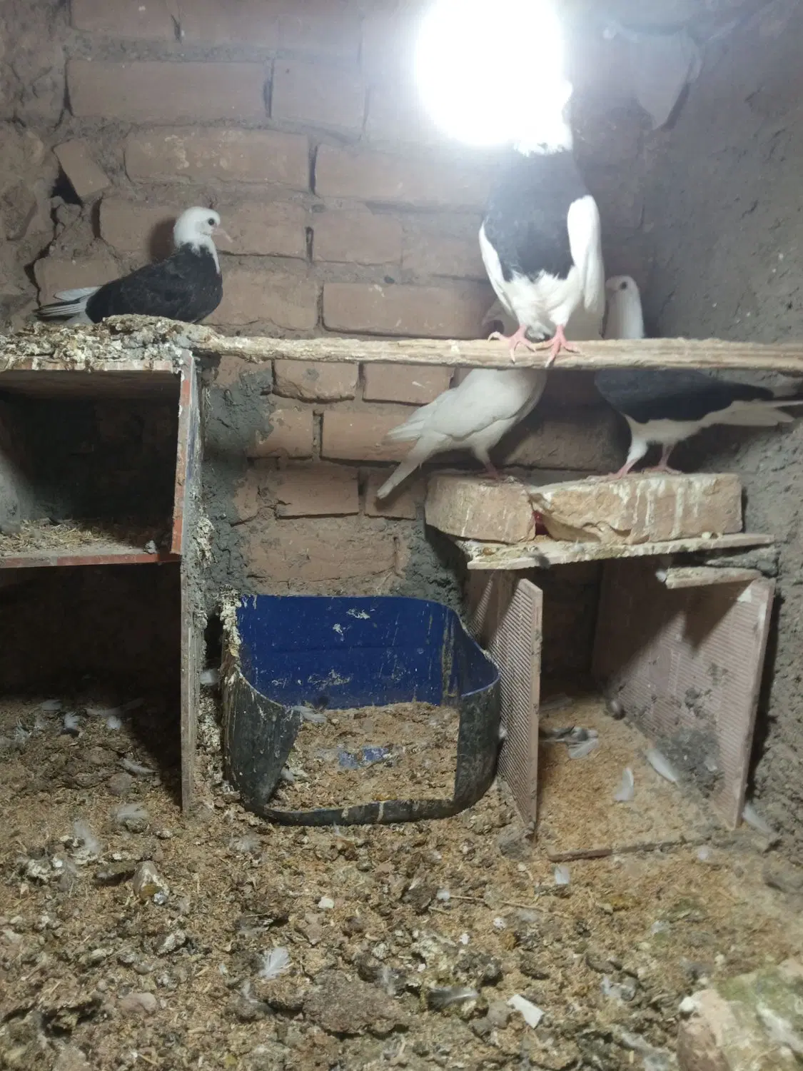 کفتر|پرنده|جلگه ماژان, |دیوار