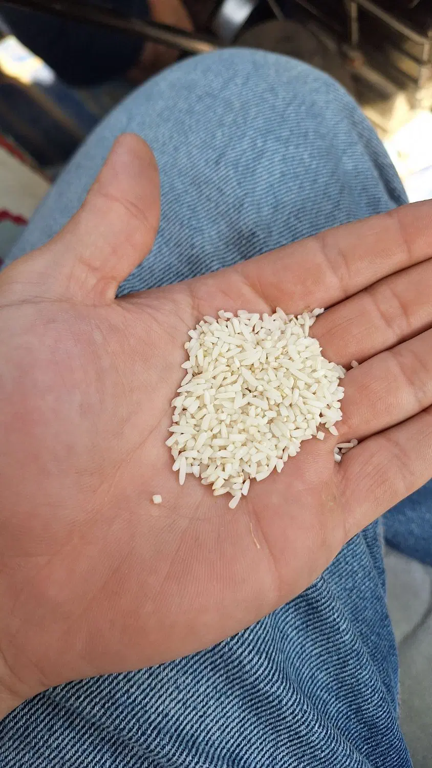 برنج|خوردنی و آشامیدنی|رضوانشهر, |دیوار