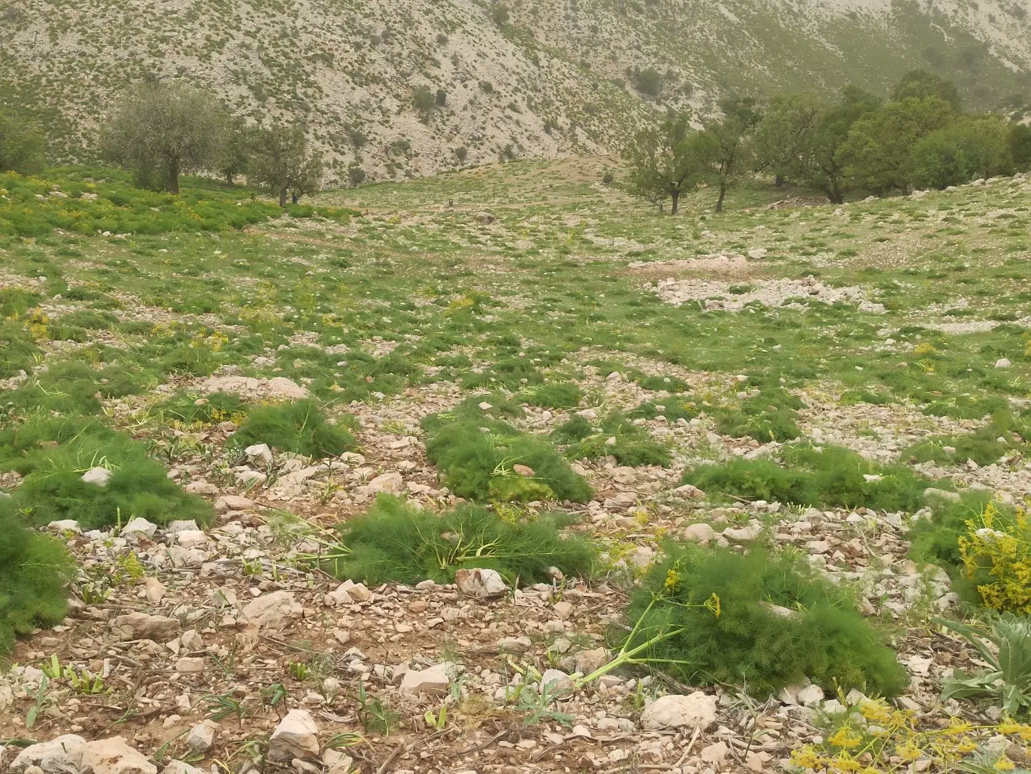 جاشیر|خدمات باغبانی و درختکاری|دهدشت, |دیوار