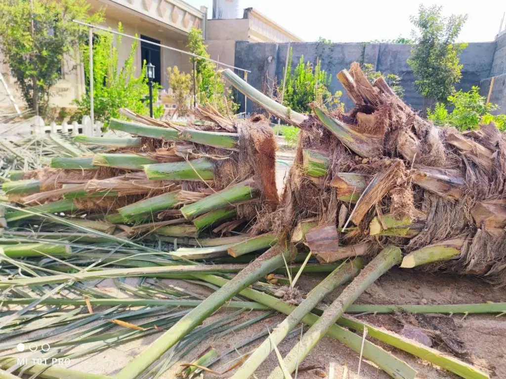 نخل|گل و گیاه طبیعی|رفسنجان, |دیوار
