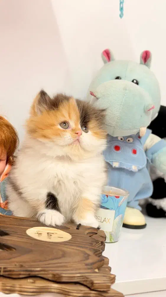 گربه پرشین کوچولو|گربه|قزوین, |دیوار