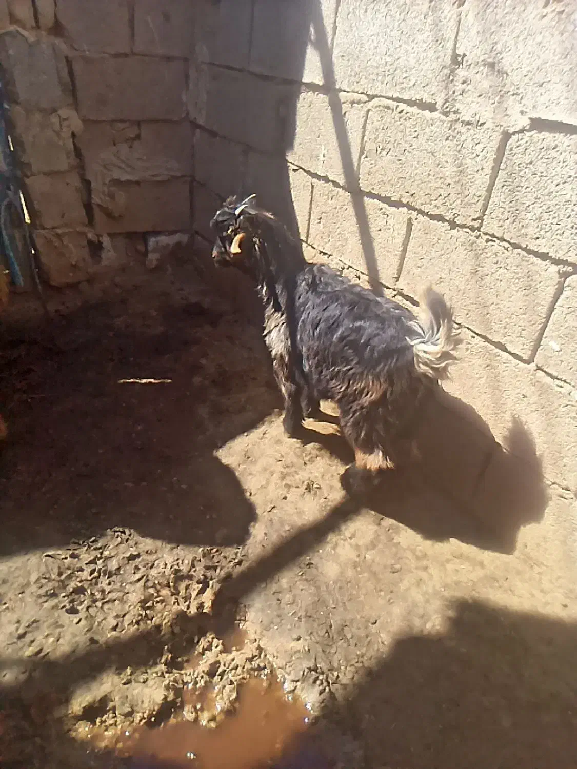 بیگ ماده چاق|حیوانات مزرعه|مسجد سلیمان, |دیوار