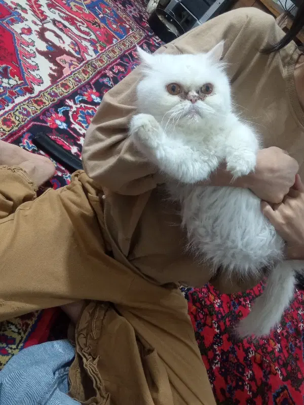 گربه|گربه|تبریز, |دیوار