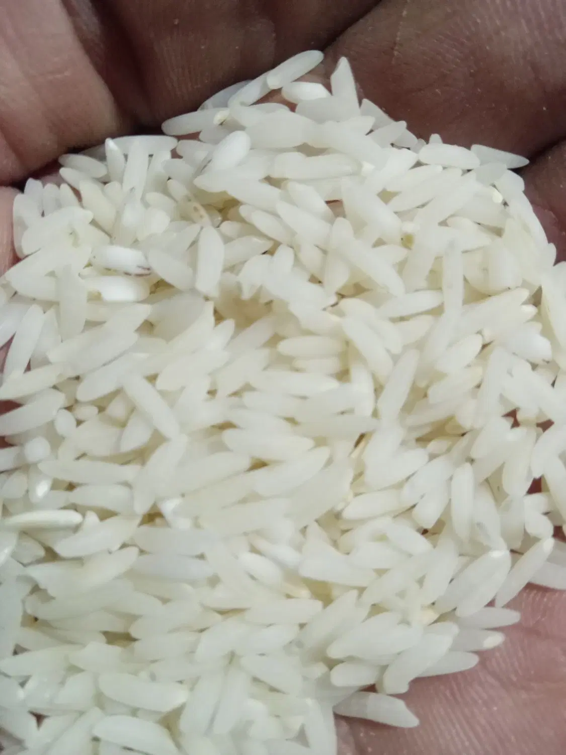 برنج|خوردنی و آشامیدنی|تهران, شوش (باغ آذری)|دیوار
