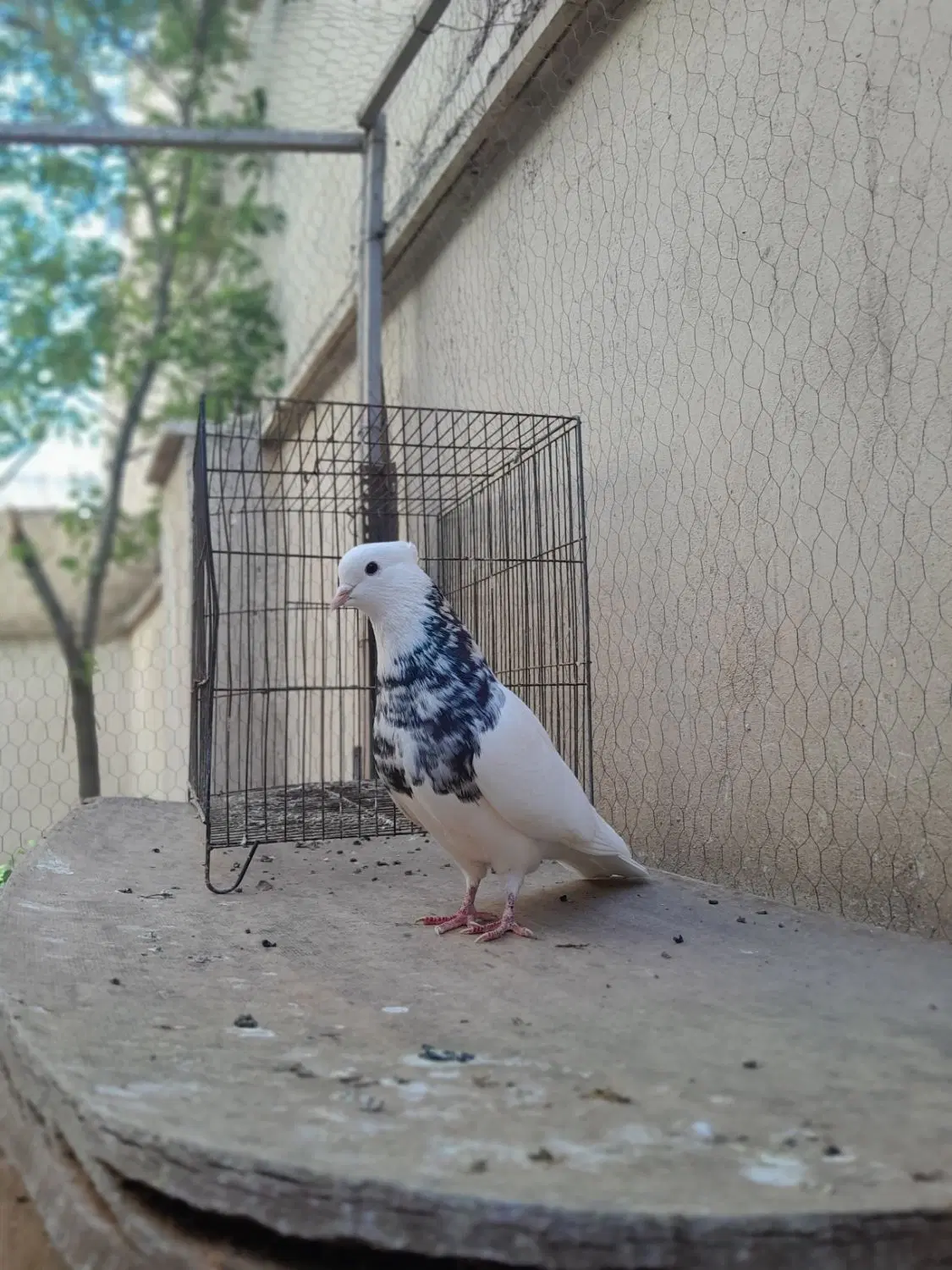 طوقی نر|پرنده|بستان آباد, |دیوار