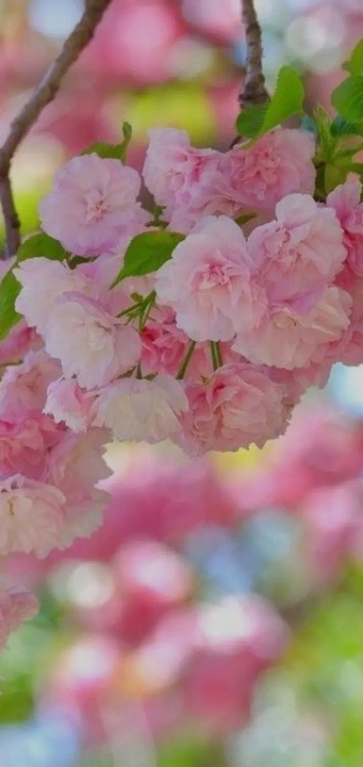 گل محمدی|گل و گیاه طبیعی|کلاشی, |دیوار