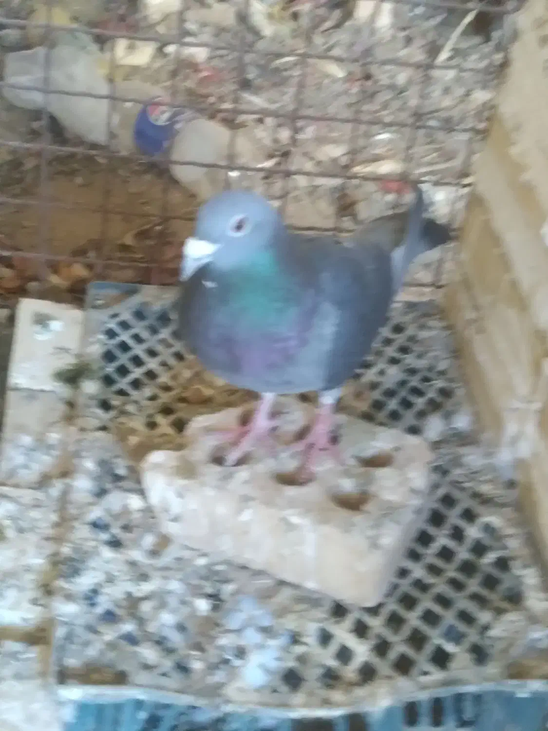 کبوتر|پرنده|دزفول, |دیوار