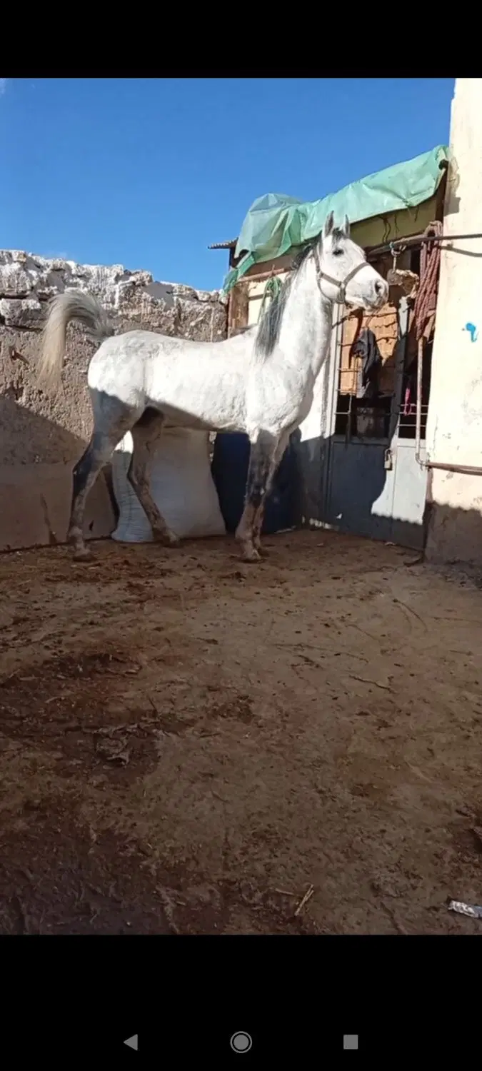 اسب نر|اسب و تجهیزات اسب‌سواری|میاندوآب, |دیوار