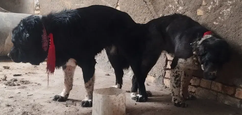 سگ اصیل|سگ|لنجان, |دیوار