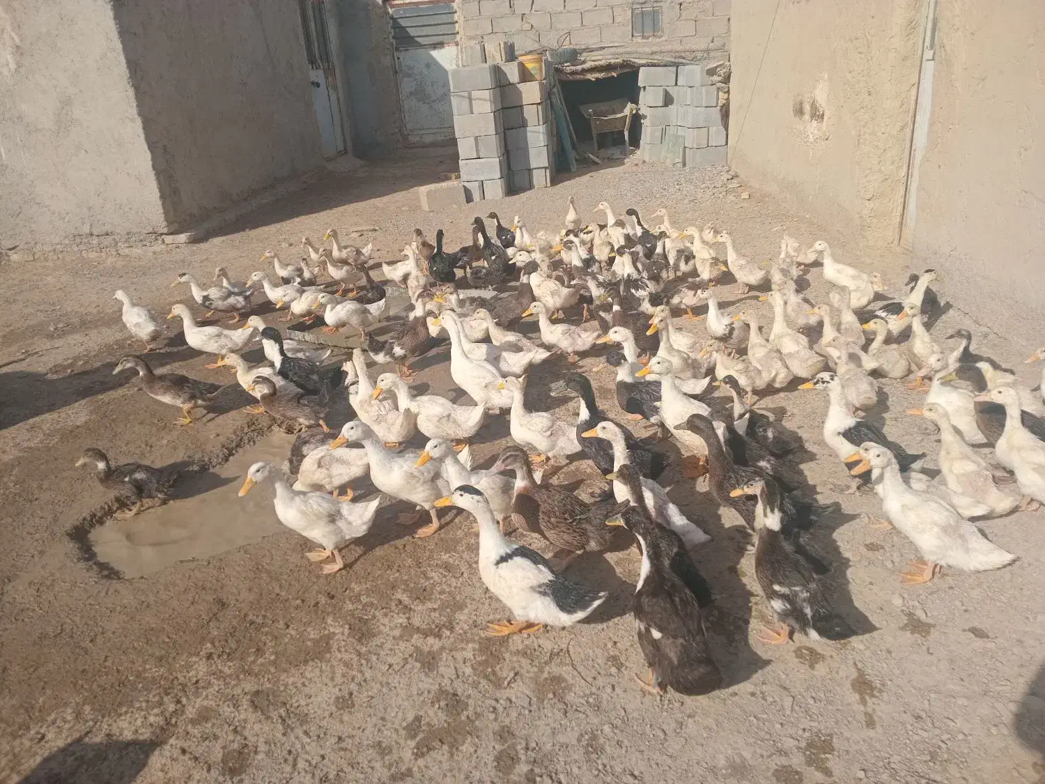 اردک|حیوانات مزرعه|نیمروز, |دیوار