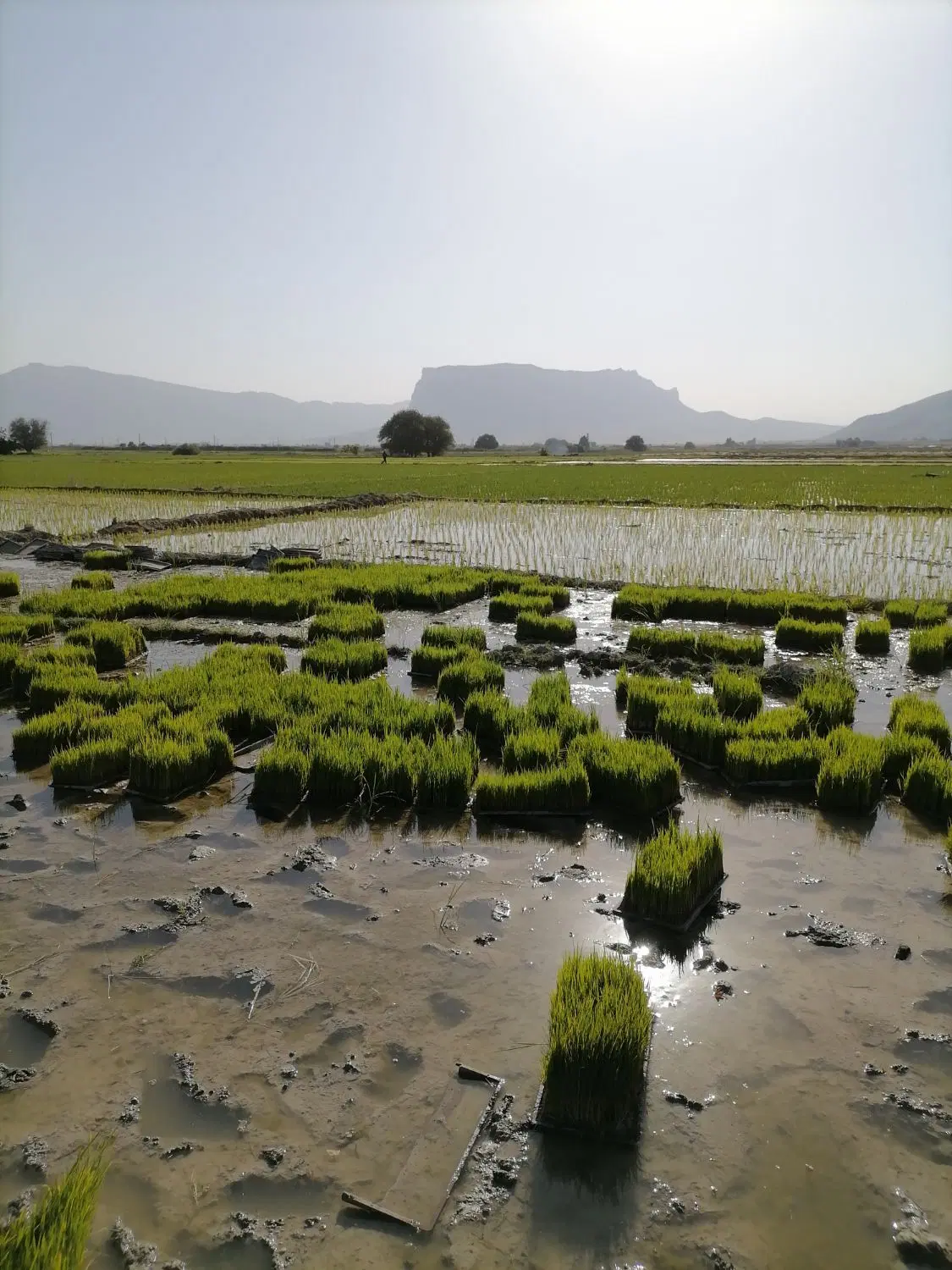 نشا|گل و گیاه طبیعی|درودزن, |دیوار