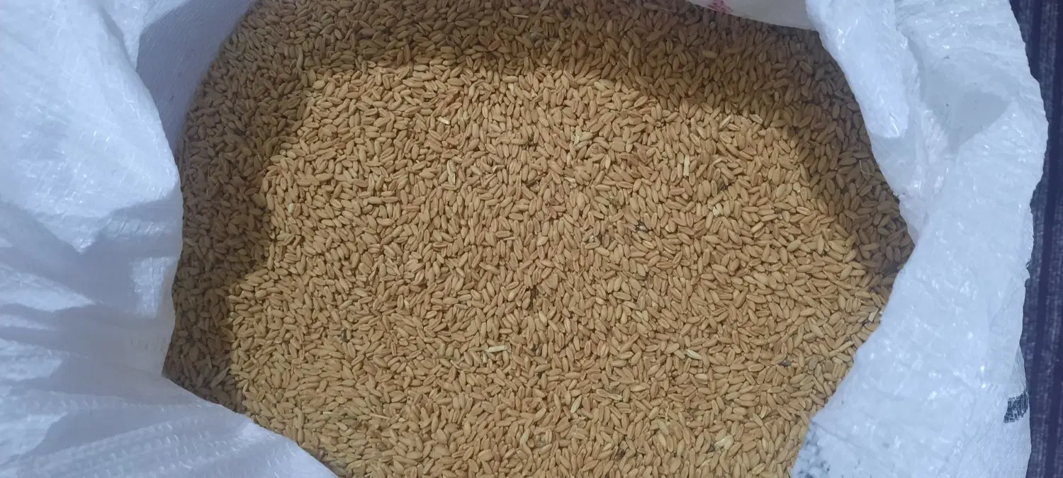 گندم|خدمات باغبانی و درختکاری|مشهد, حجت|دیوار