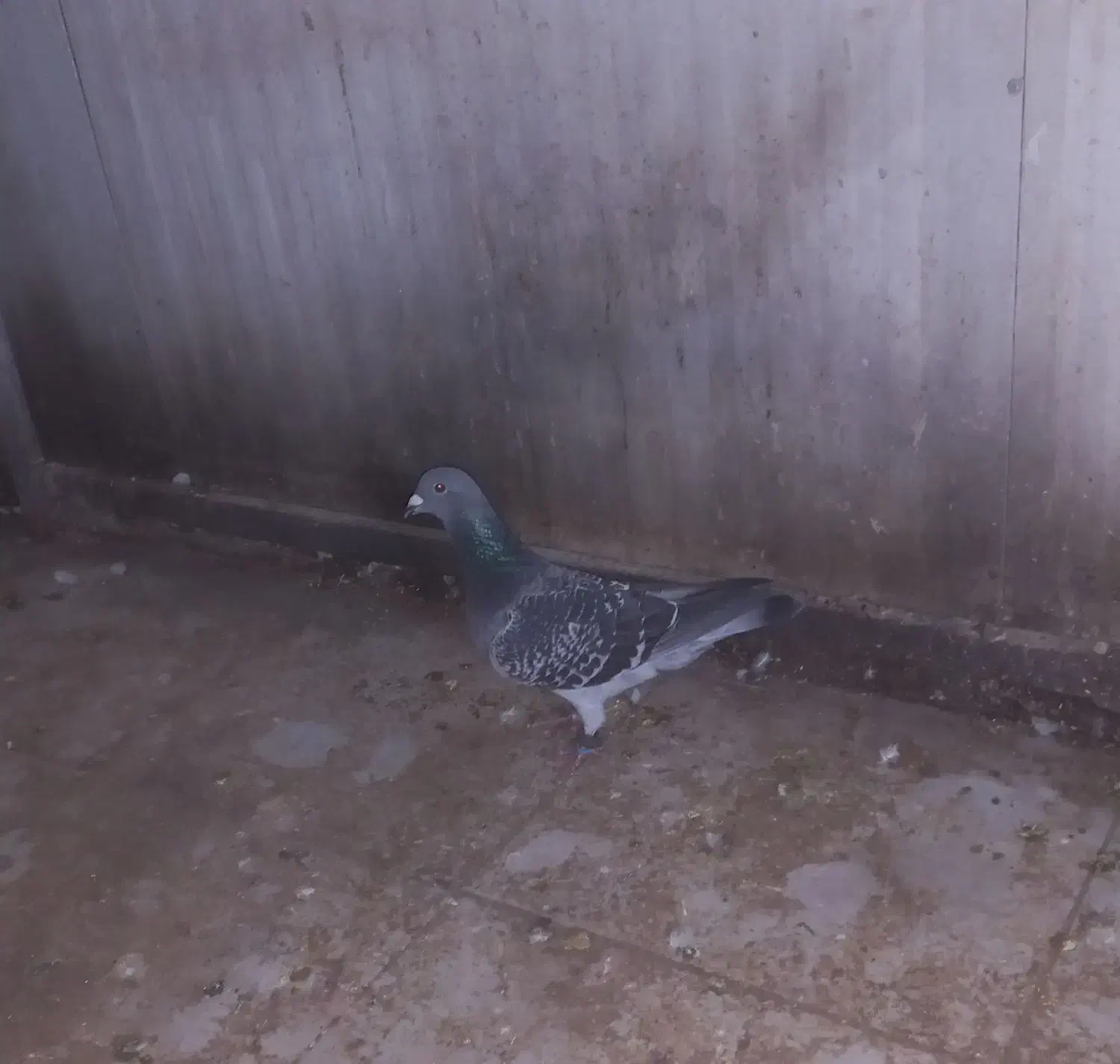 سینه سیاه|پرنده|چناران, |دیوار