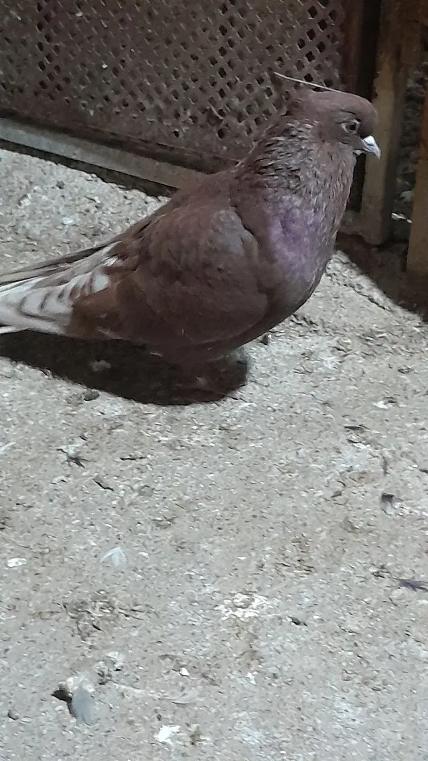 کبوتر|پرنده|گرگان, |دیوار