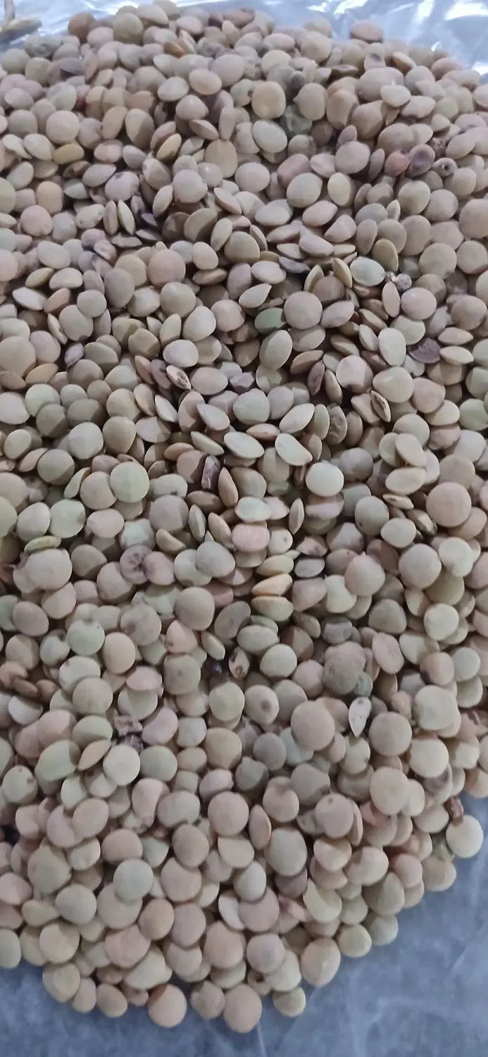 عدس|خوردنی و آشامیدنی|چرداول, |دیوار