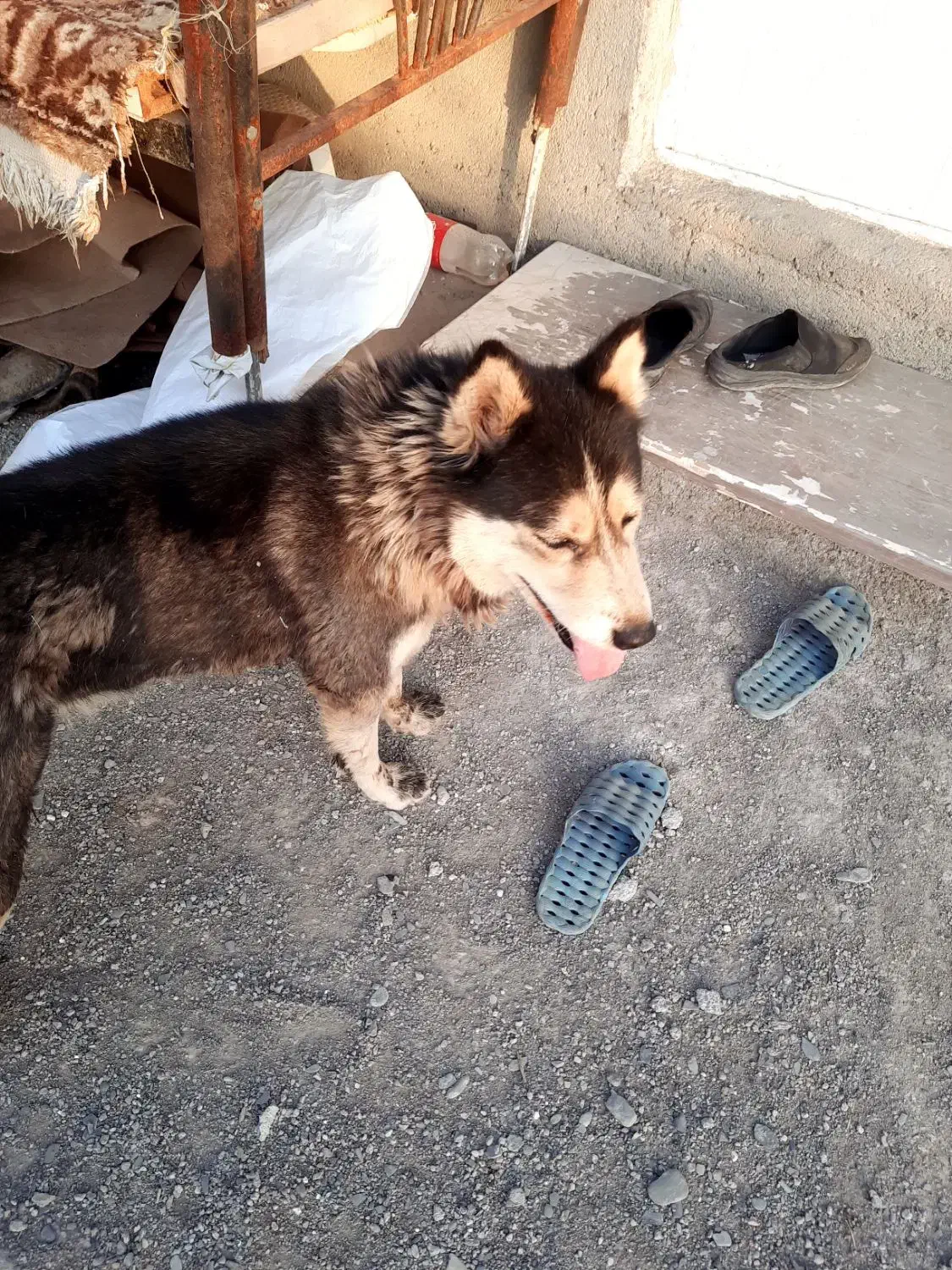 سگ هاسکی|سگ|مشهد, امیرآباد|دیوار