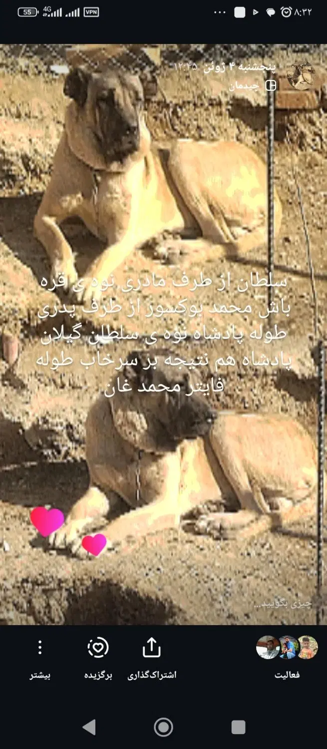 سراب|سگ|بیجار, |دیوار