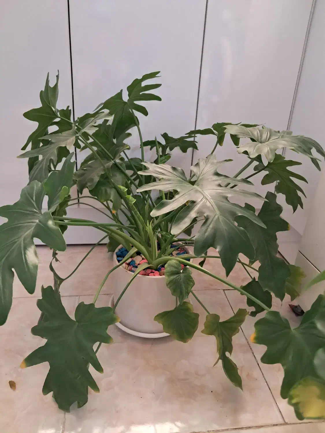 گل طبیعی|گل و گیاه طبیعی|تهران, یافت آباد جنوبی|دیوار