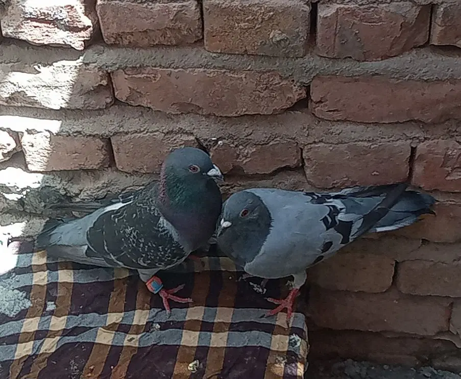 کفتر|پرنده|خاش, |دیوار