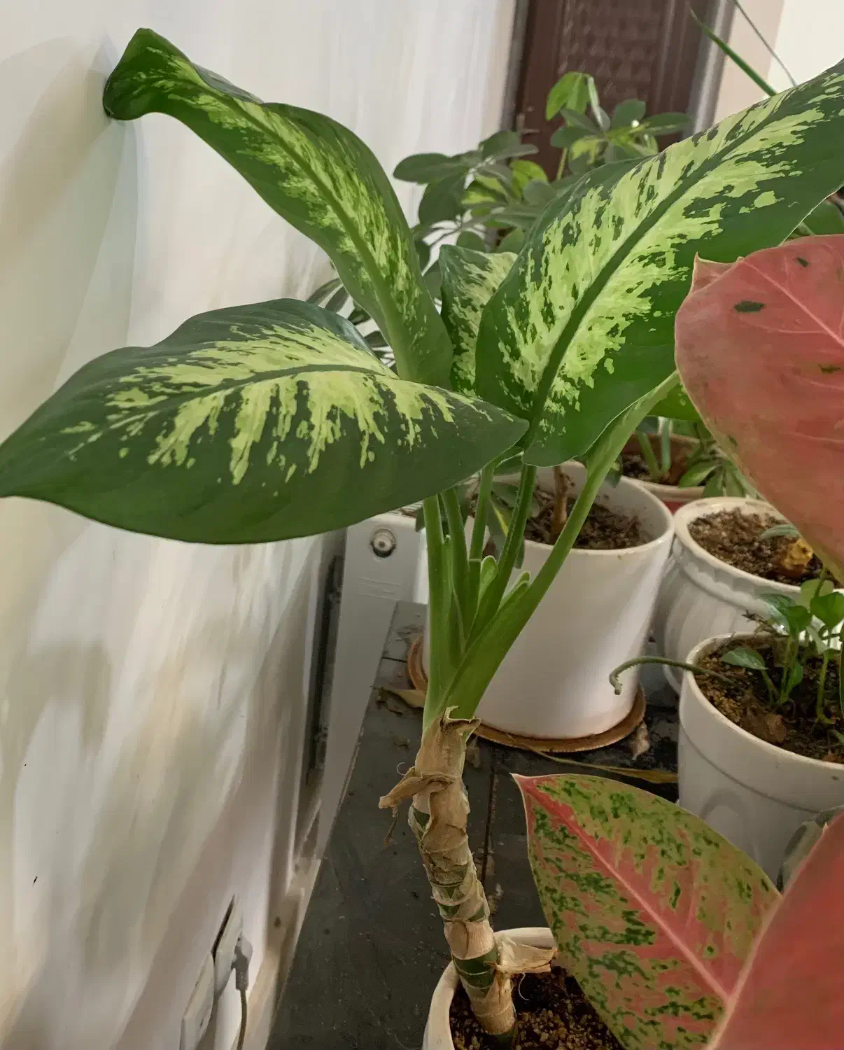 گل و گیاه|گل و گیاه طبیعی|نیشابور, شریعتی|دیوار