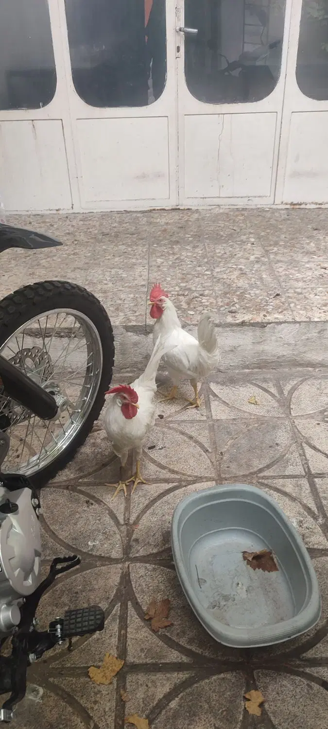 خروس|حیوانات مزرعه|گرگان, |دیوار