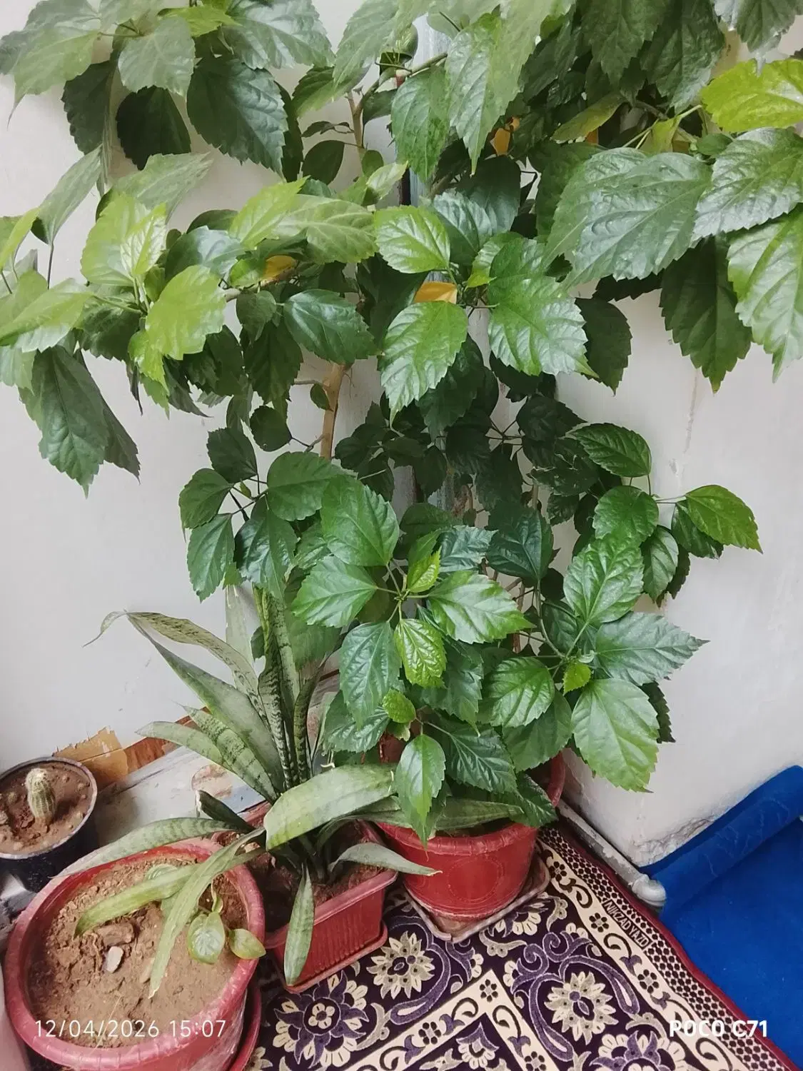 گل خانگی|گل و گیاه طبیعی|کرمانشاه, |دیوار