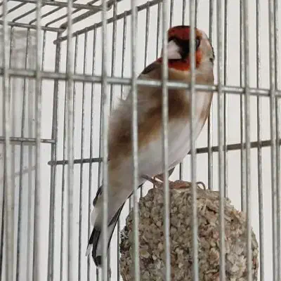 سهره نر 3ساله جفتی بشرط معاوضه با قناری|پرنده|خرم‌آباد, |دیوار