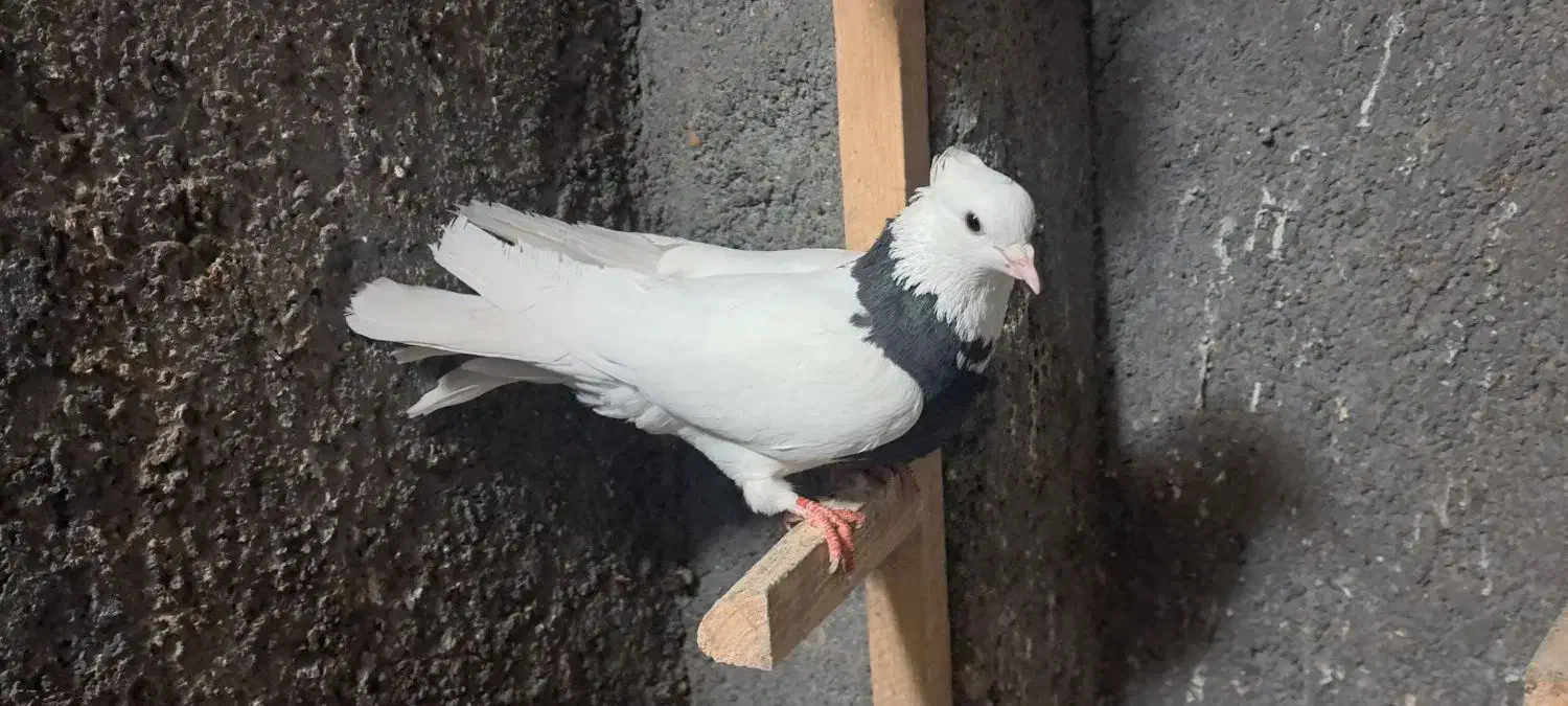 طوقی|پرنده|مبارکه, |دیوار