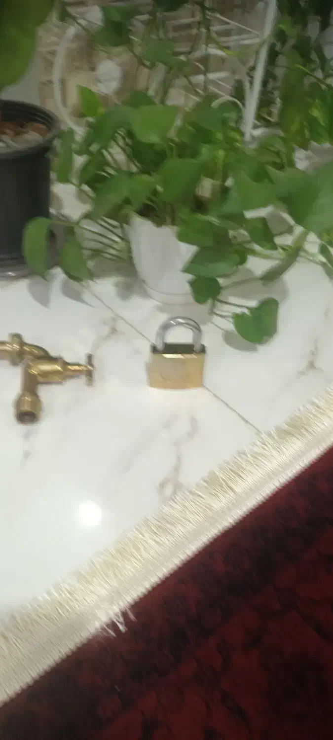 گل پتوس|گل و گیاه طبیعی|قزوین, |دیوار