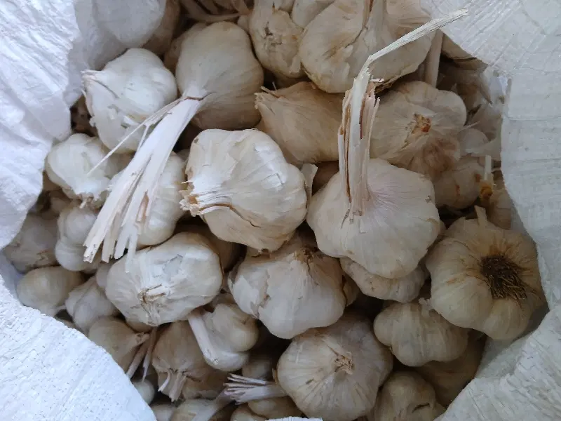 سیر|خوردنی و آشامیدنی|بیلوار, |دیوار