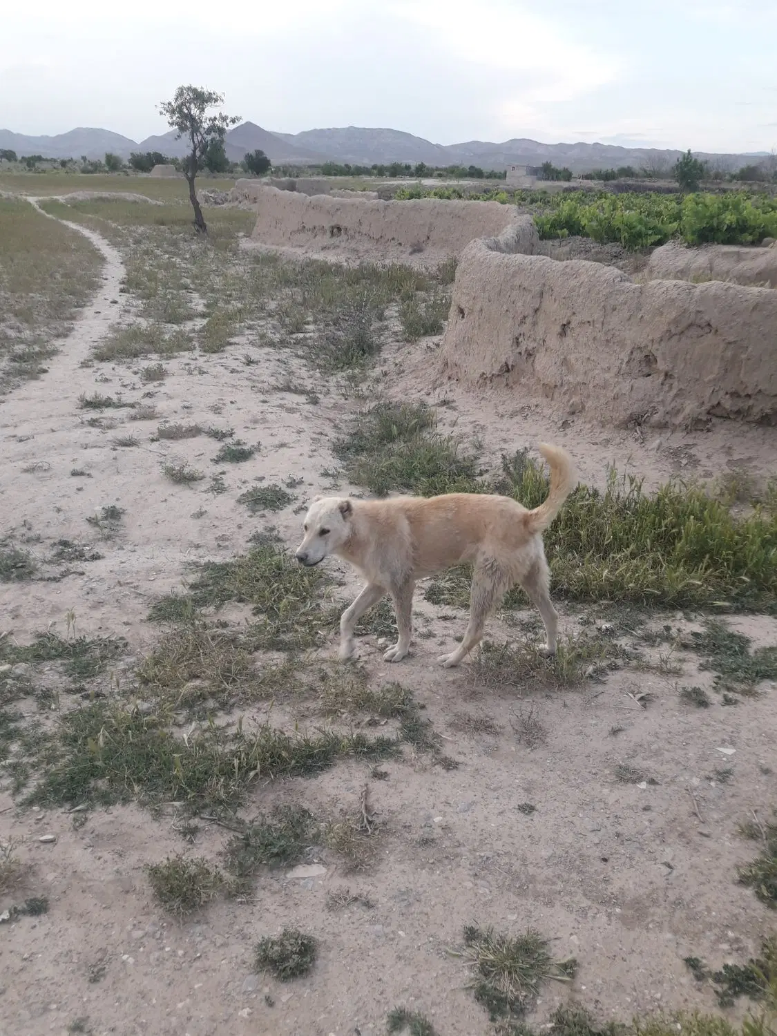 سگ ایلاتی|سگ|شیروان (خراسان), |دیوار