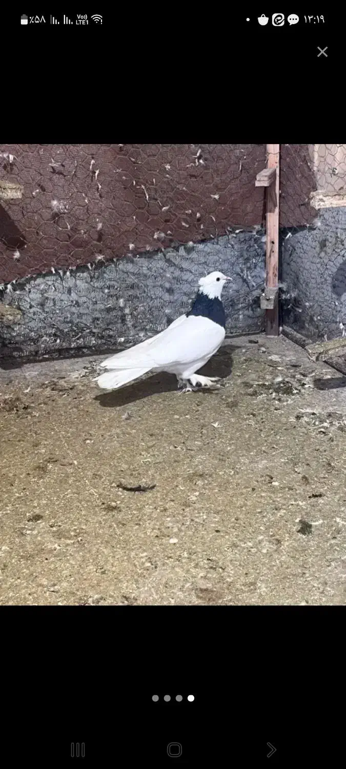 گمشده|حیوانات|رفسنجان, |دیوار