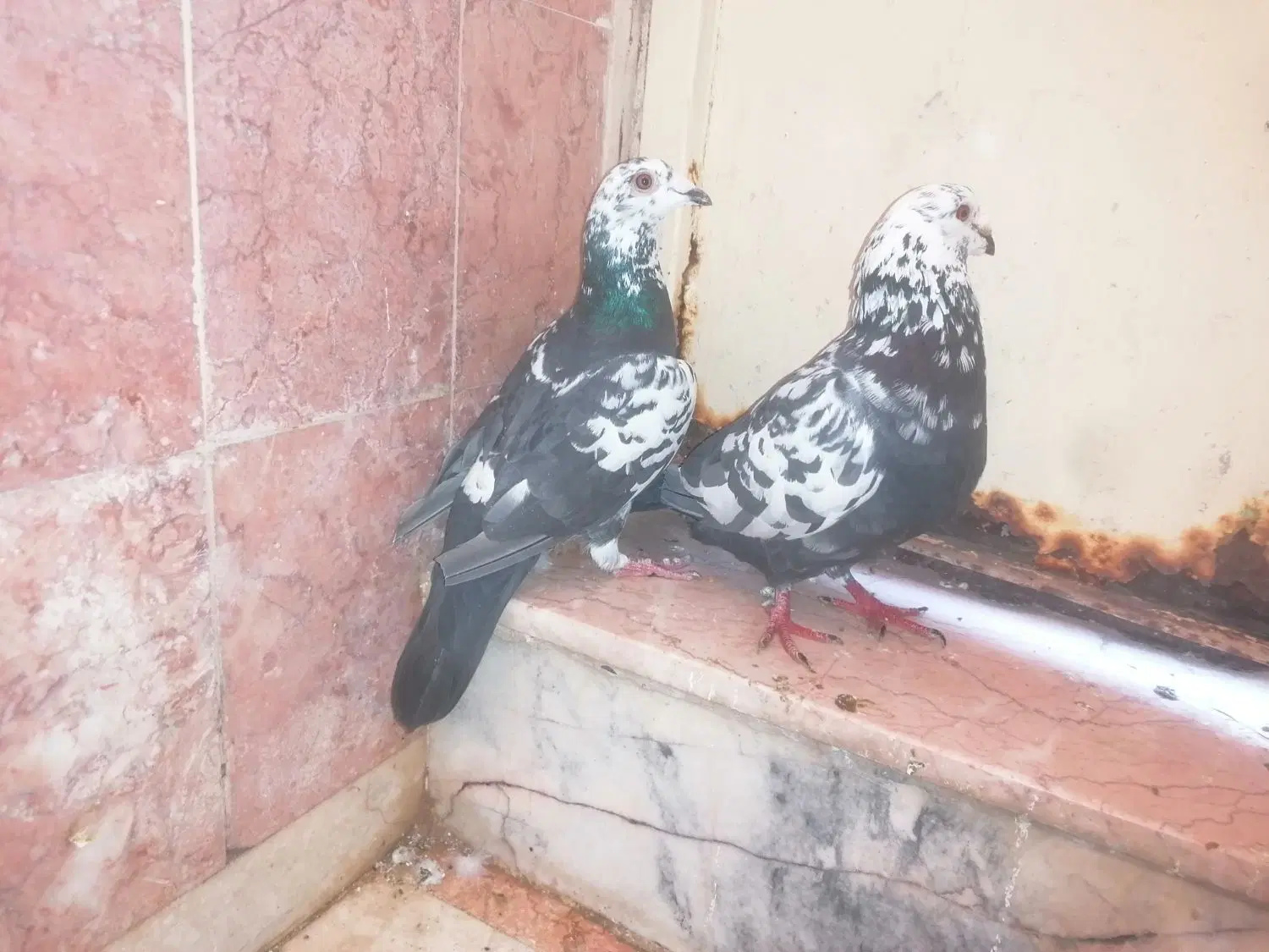 سینه جنگلی|پرنده|گناباد, |دیوار