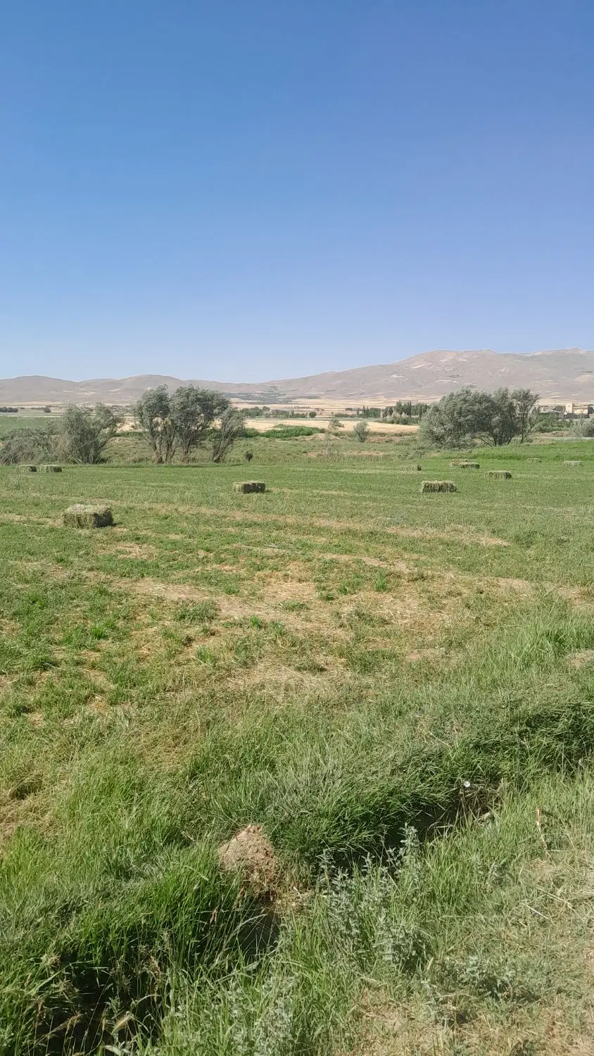 یونجه|خدمات باغبانی و درختکاری|نهاوند, |دیوار