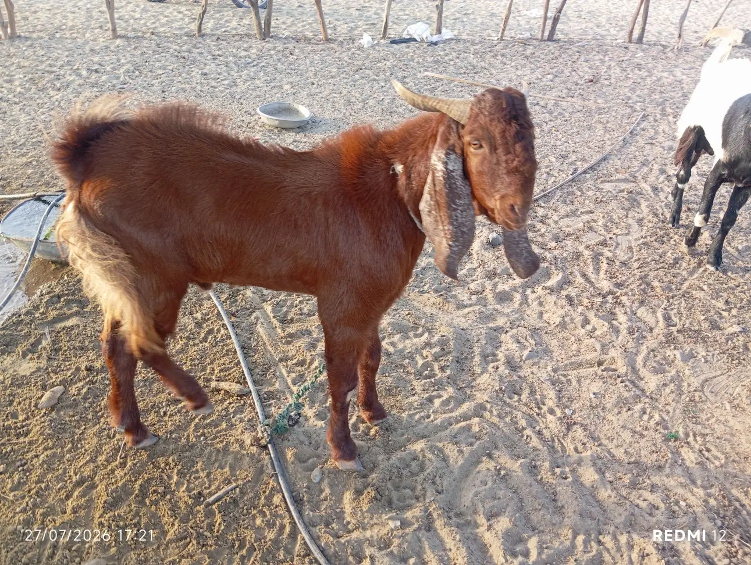 پاچن|حیوانات مزرعه|کاروان, |دیوار