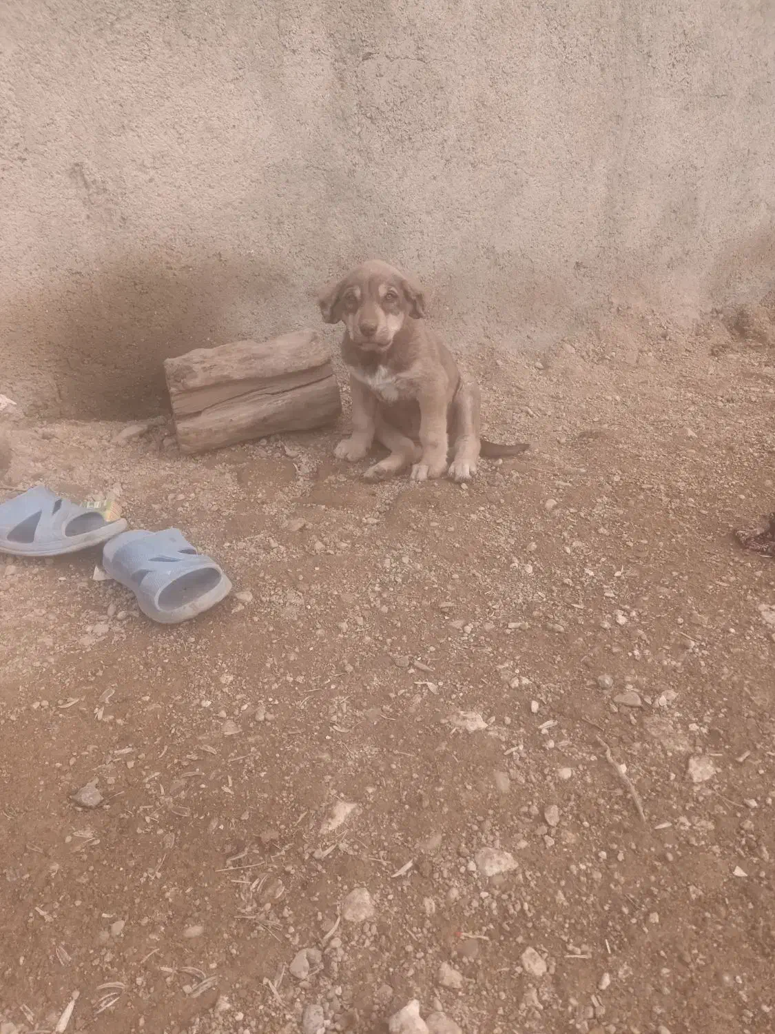 سگ پژدر|سگ|بیجار, |دیوار