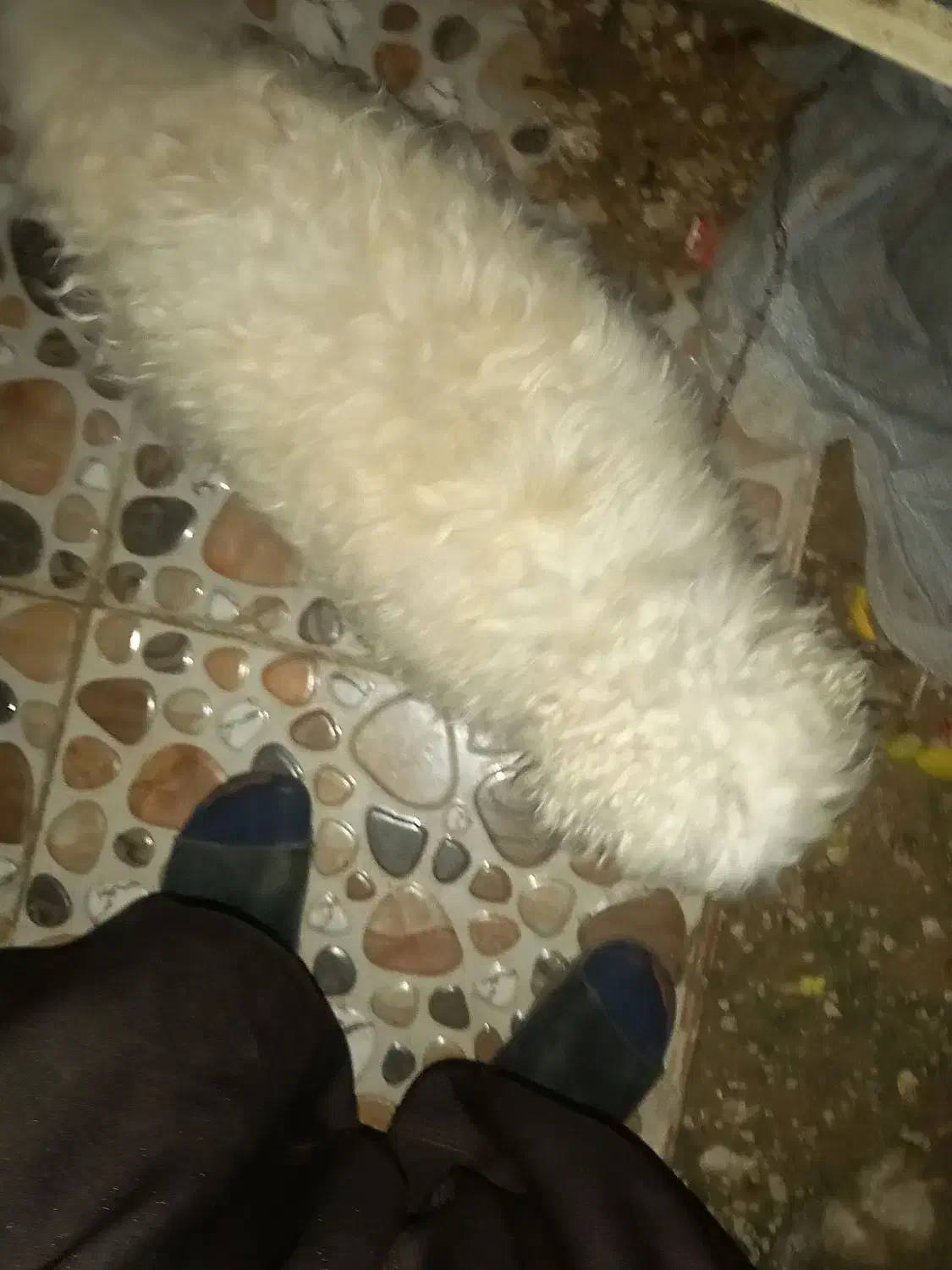 فروش سگ|سگ|آبپخش, |دیوار