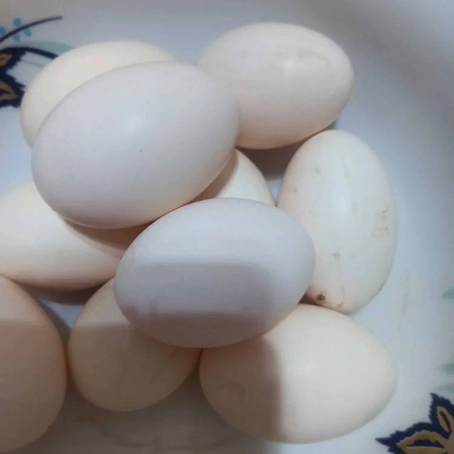 تخم نطفه دار مینیاتوری|حیوانات مزرعه|بیرجند, |دیوار