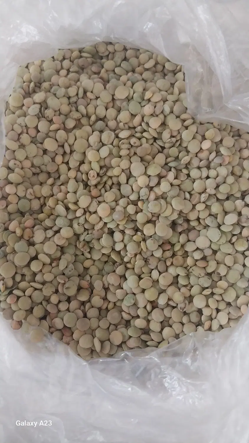 عدس|خوردنی و آشامیدنی|کلاله, |دیوار