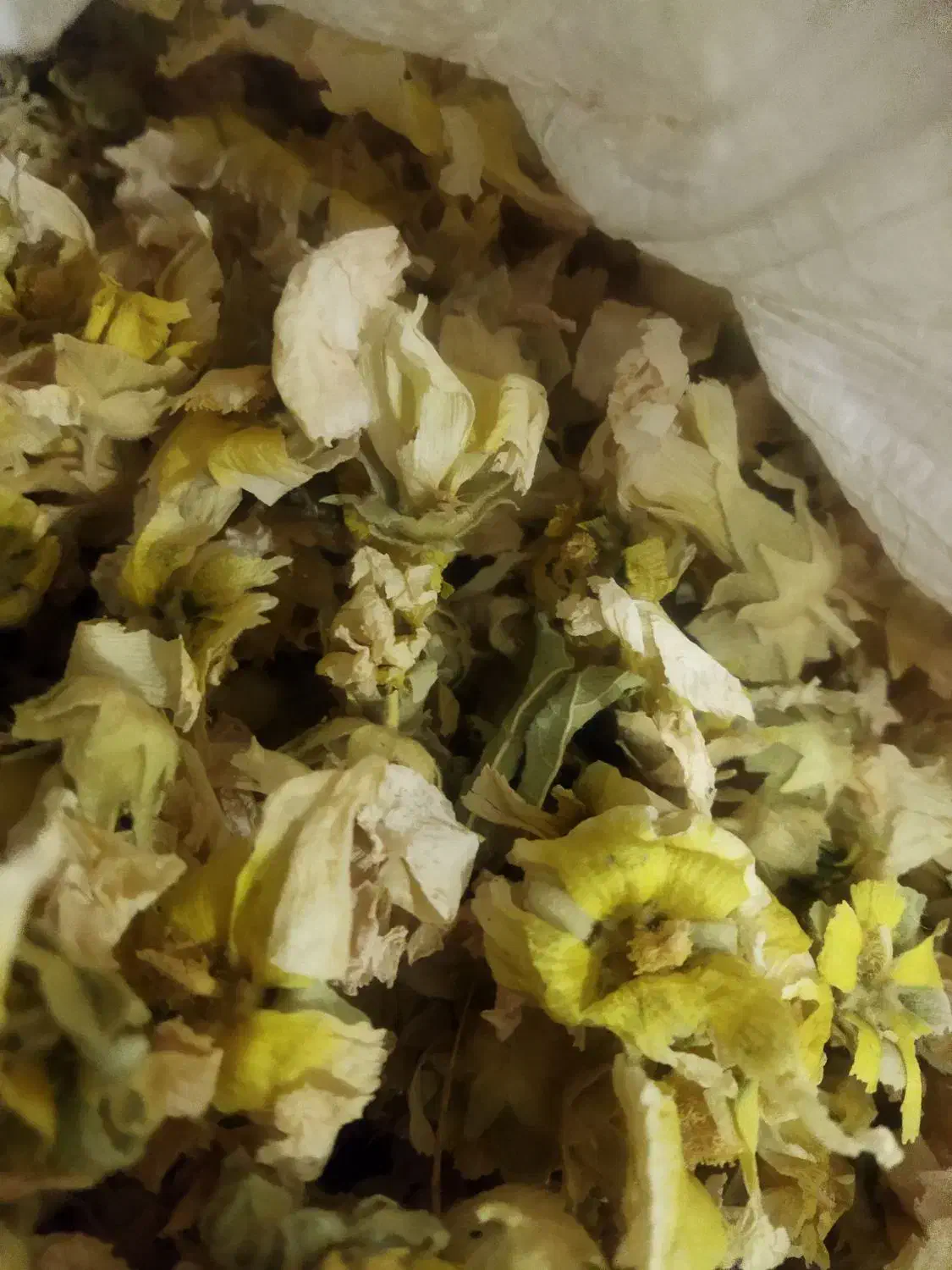 گل ختمی|گل و گیاه طبیعی|شهرکرد, |دیوار