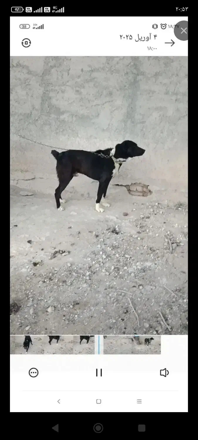 سگ گمشده|حیوانات|بیرجند, |دیوار