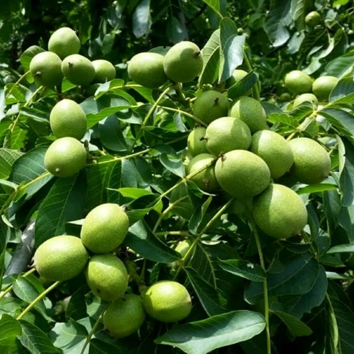 گردو|گل و گیاه طبیعی|مشهد, امیرآباد|دیوار