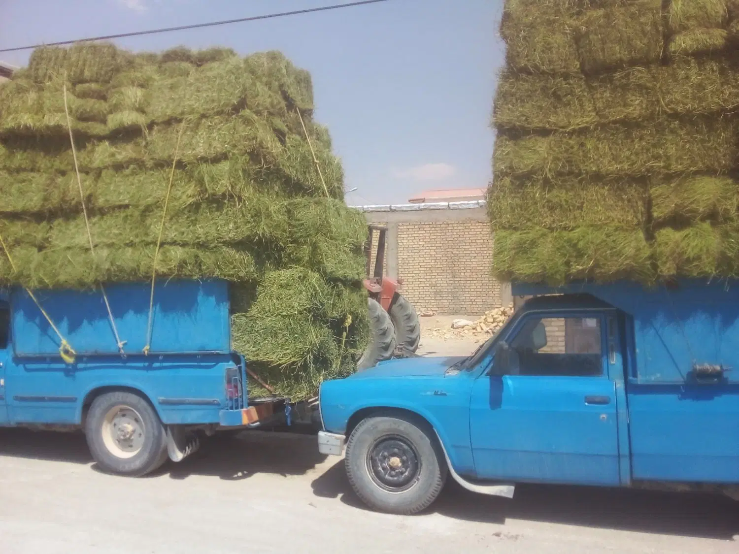 یونجه|خدمات باغبانی و درختکاری|فامنین, |دیوار