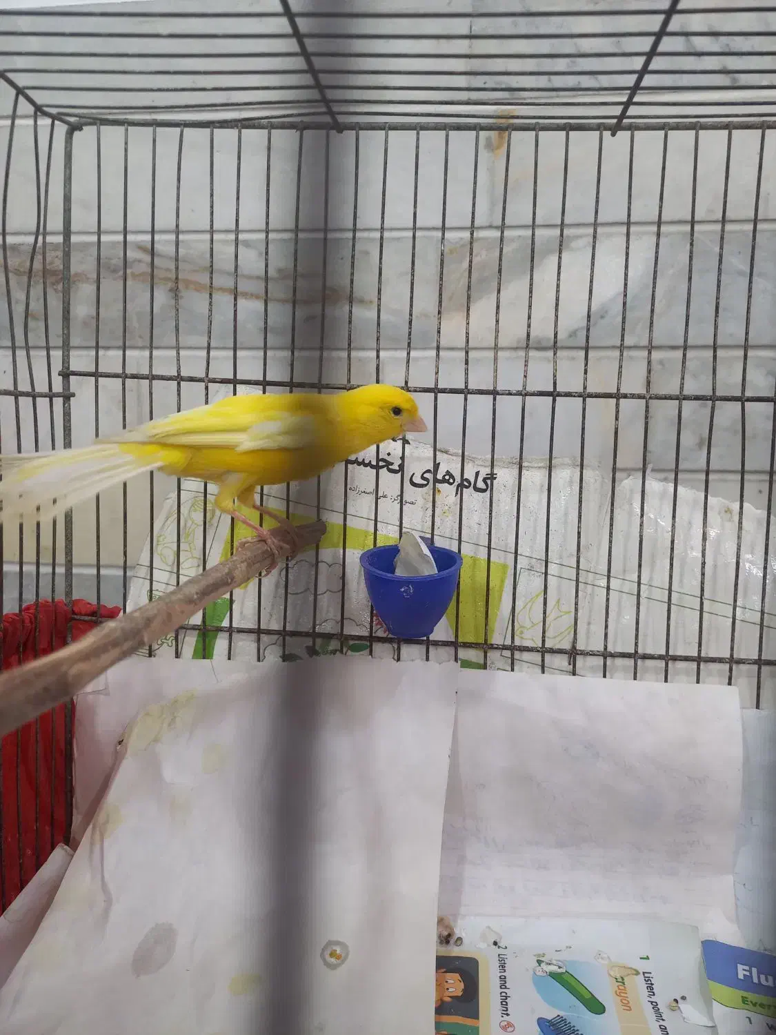 قناری|پرنده|رشت, تازه آباد|دیوار